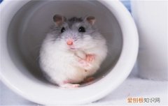 仓鼠能吃煮熟的玉米吗