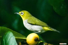 暗绿绣眼鸟公母怎么看，暗绿绣眼公母辨别