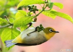 暗绿绣眼鸟吃小米吗，绣眼鸟可以吃米吗