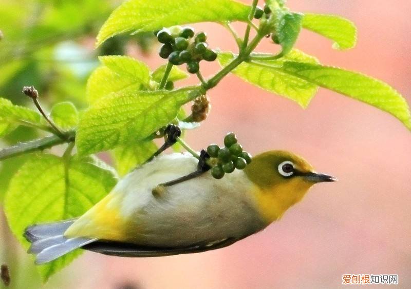 暗绿绣眼鸟吃小米吗,绣眼鸟可以吃米吗