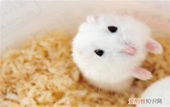 仓鼠能吃菠菜吗，仓鼠能吃菠菜吗生的