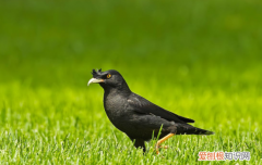 八哥拉白色的屎怎么回事，八哥拉白色的屎吃什么药