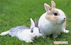 兔子能吃甘蔗吗，兔子能不能吃甘蔗?