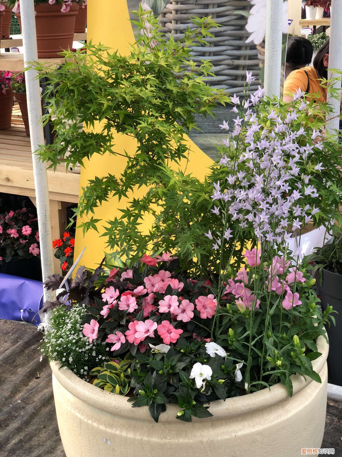 凤仙花怎么修剪开更多花 凤仙花怎么修剪,什么季节可以修剪