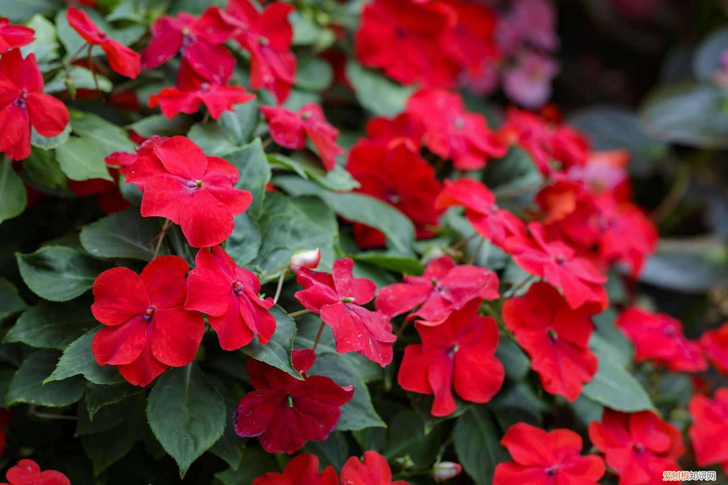 凤仙花冬天会开花吗 凤仙花冬天会死吗，冬天怎么养