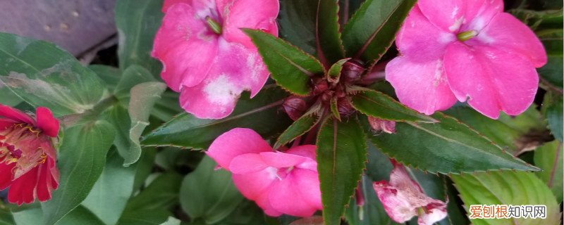 盆栽凤仙花怎么养 盆栽凤仙花的养殖方法，用多大的盆