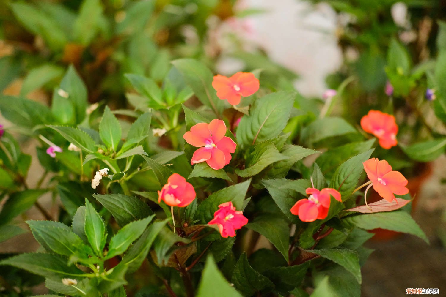 盆栽凤仙花冬天怎么养,冬天可以成活吗 盆栽凤仙花冬天怎么养，冬天可以成活吗