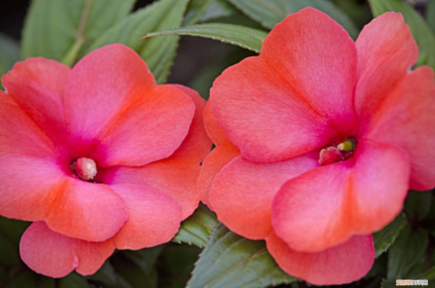 凤仙花的养殖方法和注意事项有哪些 盆栽凤仙花的养殖方法和注意事项，凤仙花图片