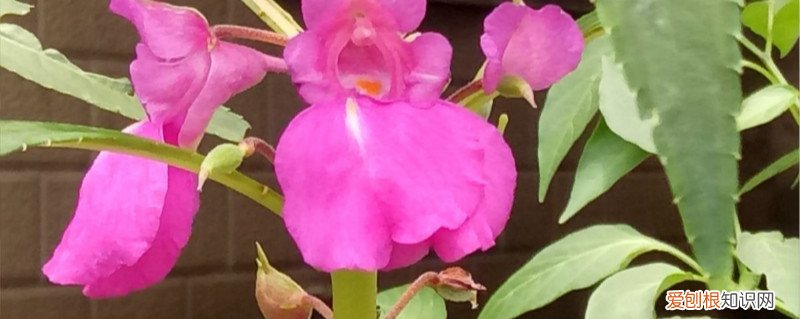 凤仙花栽培方法,栽培用什么土质好 凤仙花栽培方法，栽培用什么土质