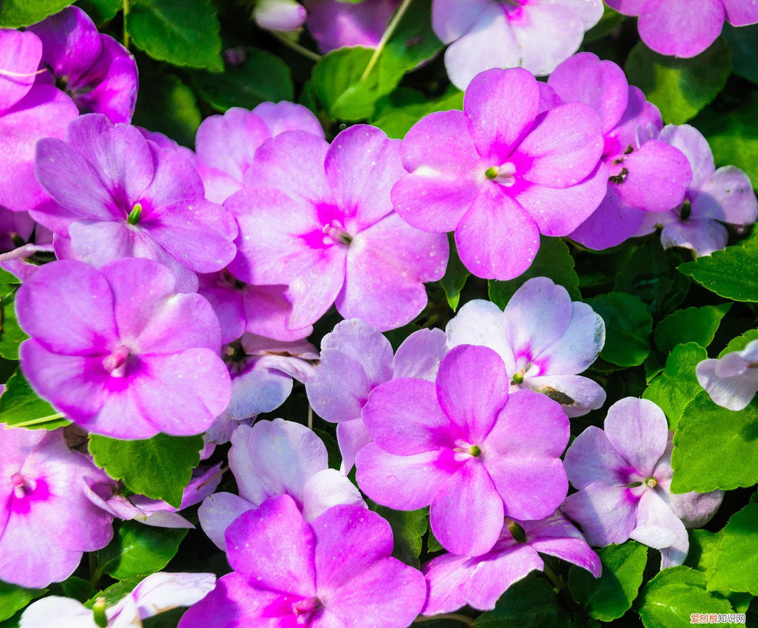 凤仙花栽培方法,栽培用什么土质好 凤仙花栽培方法，栽培用什么土质