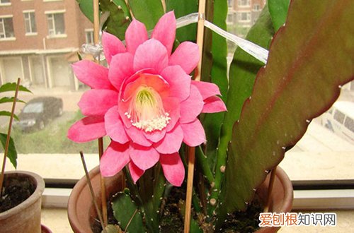 图 令箭荷花如何剪才能开花(荷花令箭修剪)