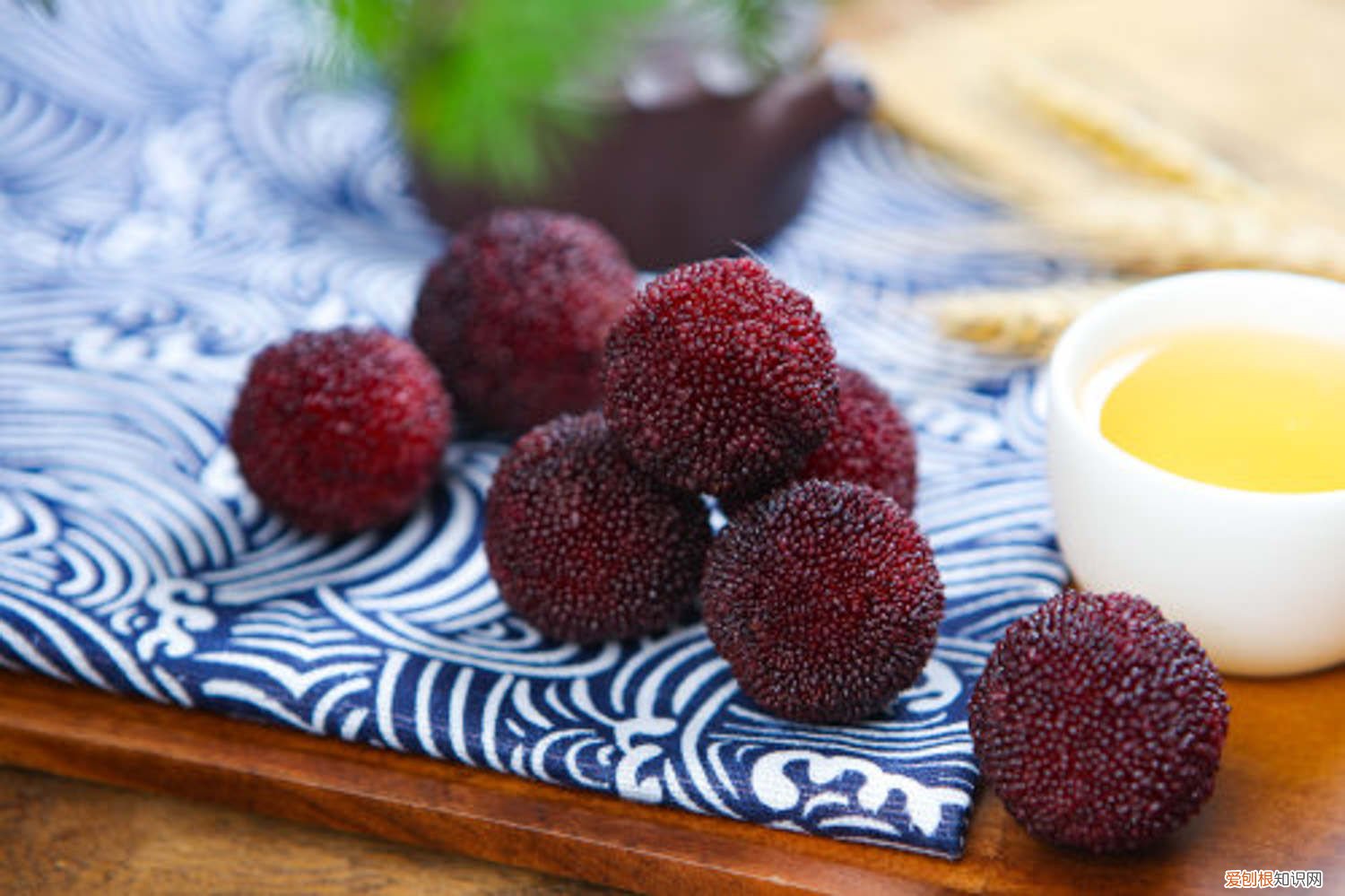 杨梅适合北方种植吗,如何种植盆栽呢 杨梅适合北方种植吗，如何种植盆栽