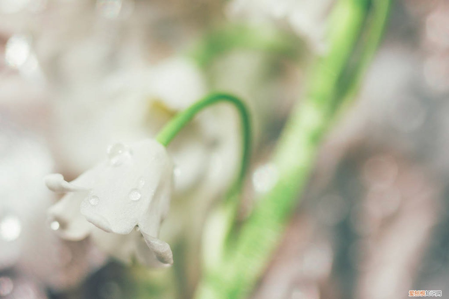 铃兰什么季节种植 铃兰播种的步骤，播种时间在什么时候