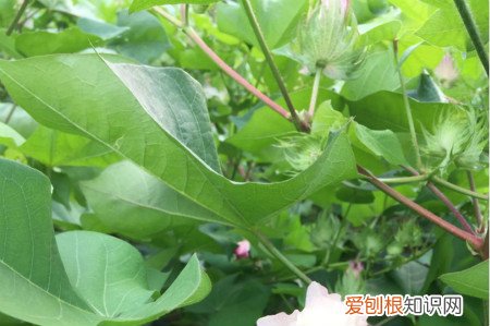 木棉棉花长什么样 木棉和棉花的区别，木棉怎么养