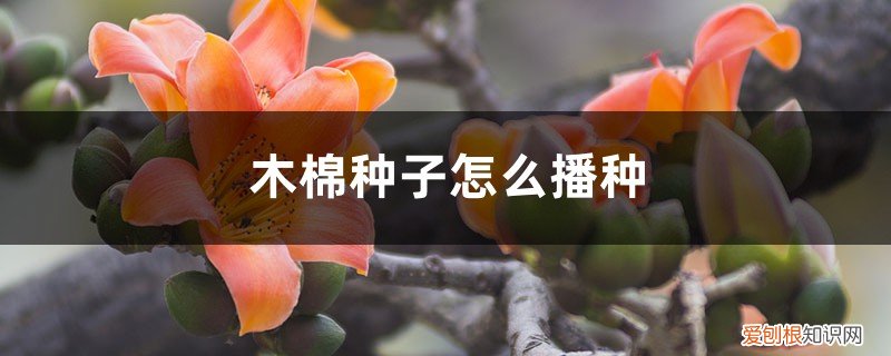 木棉花什么时候移栽 木棉种子怎么播种，什么时候种