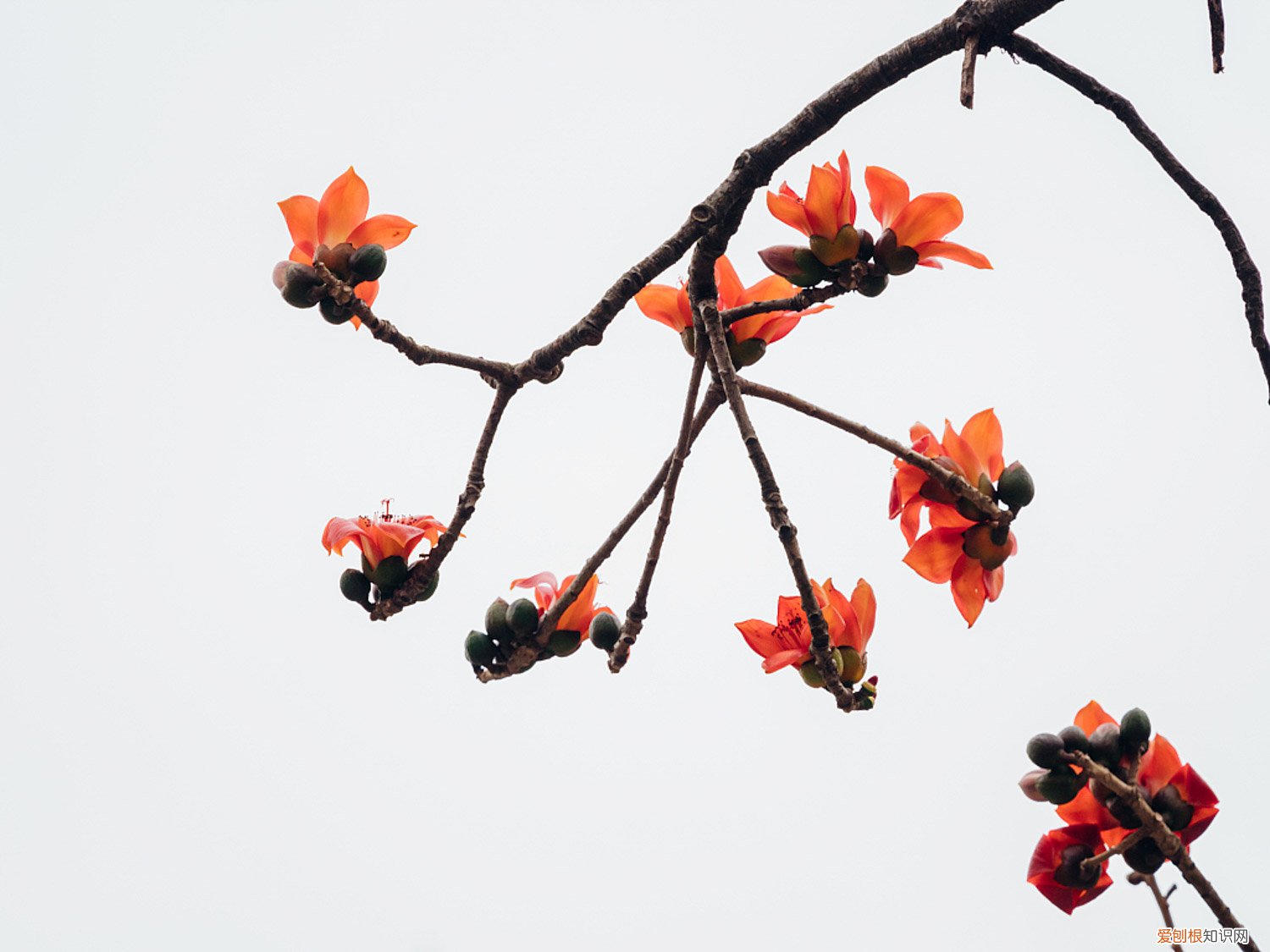 木棉花什么时候移栽 木棉种子怎么播种，什么时候种