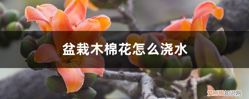 木棉花怎么养好 盆栽木棉花怎么浇水，怎么种植