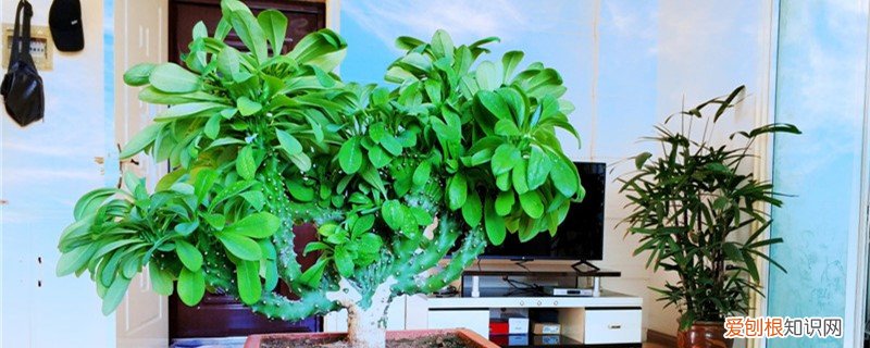 玉麒麟怎么繁殖,能插活吗视频 玉麒麟怎么繁殖，能插活吗