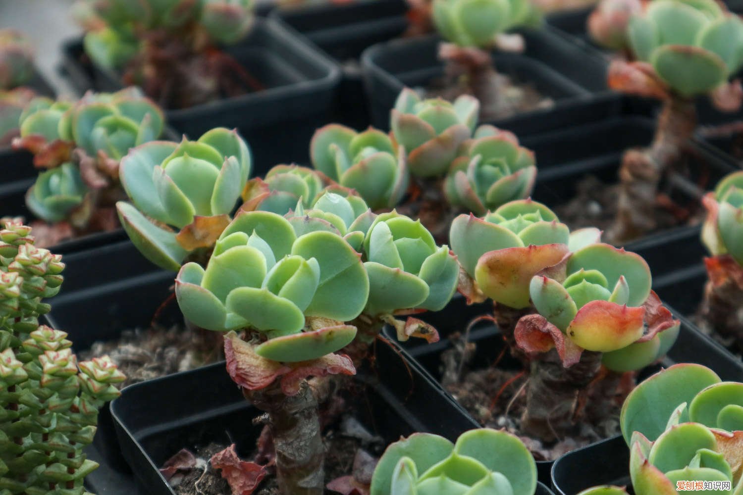 多肉植物玉蝶怎样繁殖 玉蝶多肉怎么繁殖，怎么养容易爆盆