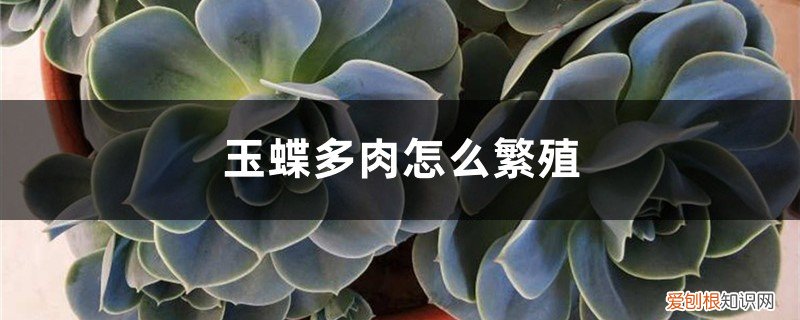 多肉植物玉蝶怎样繁殖 玉蝶多肉怎么繁殖，怎么养容易爆盆