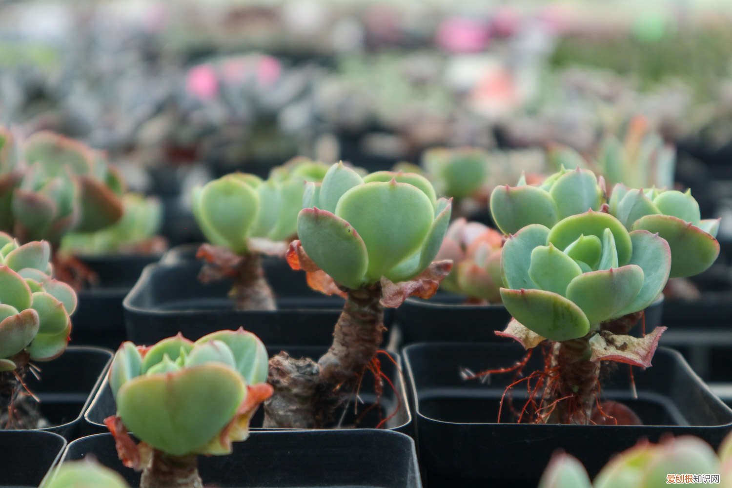 多肉植物玉蝶怎样繁殖 玉蝶多肉怎么繁殖，怎么养容易爆盆