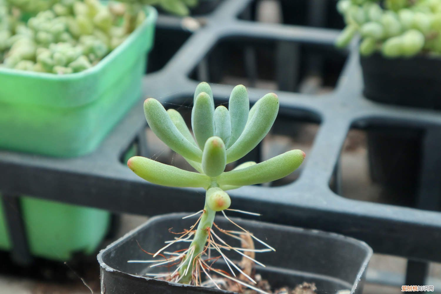 乙女心扦插几天可以浇水 乙女心怎么修剪，怎么扦插