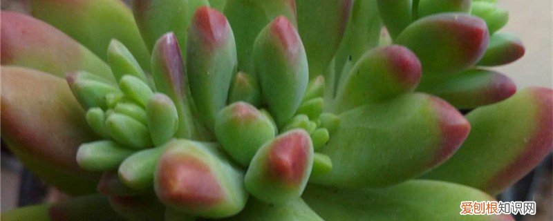 乙女心扦插几天可以浇水 乙女心怎么修剪，怎么扦插