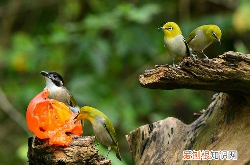 绣眼鸟的饲料，绣眼鸟的饲料配方视频