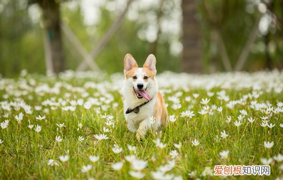 柯基犬讨厌主人的表现有哪些 柯基犬讨厌主人的表现