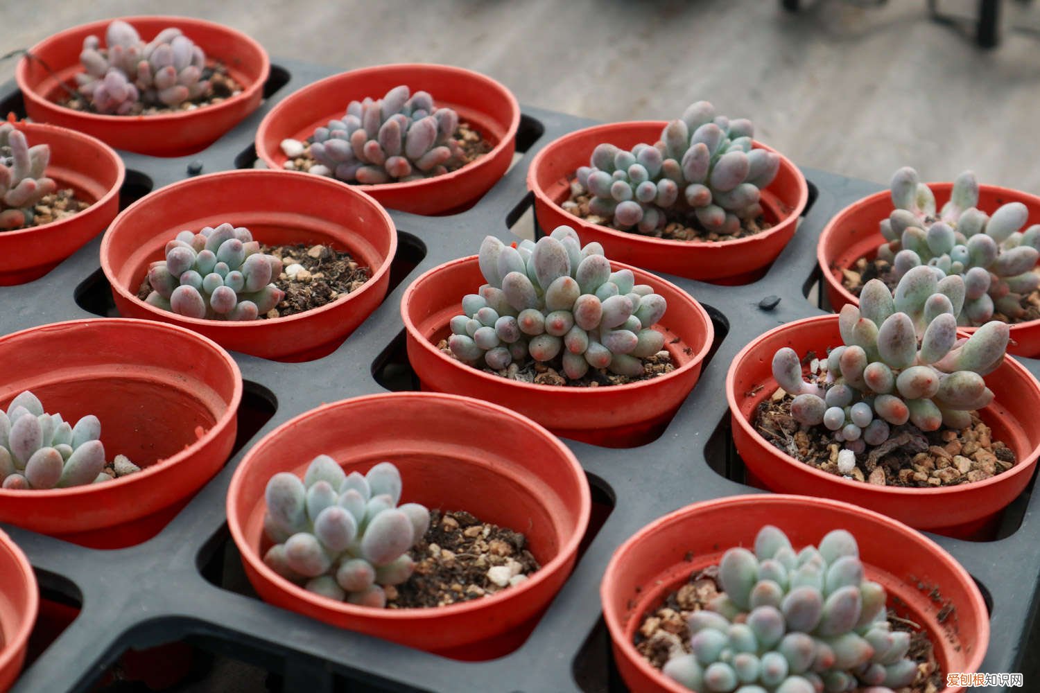 橙梦露多肉怎么养肥 橙梦露多肉怎么养，怎么出状态