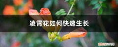 凌霄花怎样施肥 凌霄花如何快速生长，养护几天浇一次水