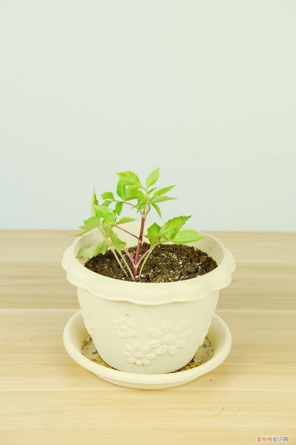 小丽花谢了后怎么处理 小丽花开花后怎么处理,怎么剪