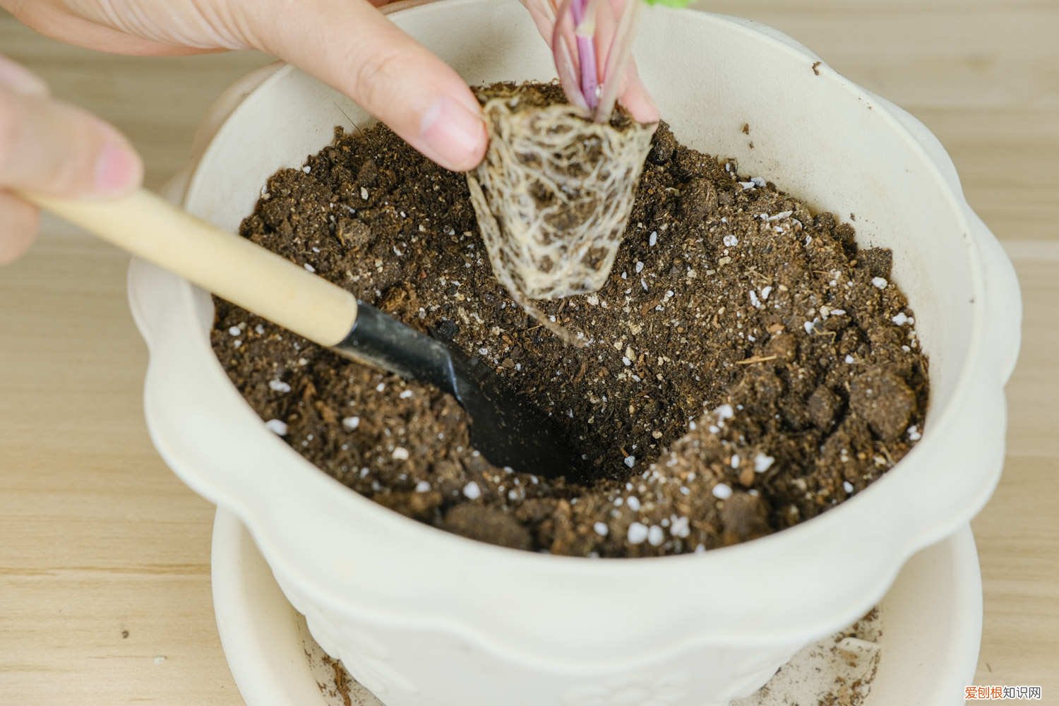 小丽花谢了后怎么处理 小丽花开花后怎么处理,怎么剪