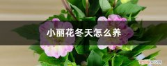 小丽花冬天怎么养,要挖出来吗视频 小丽花冬天怎么养，要挖出来吗