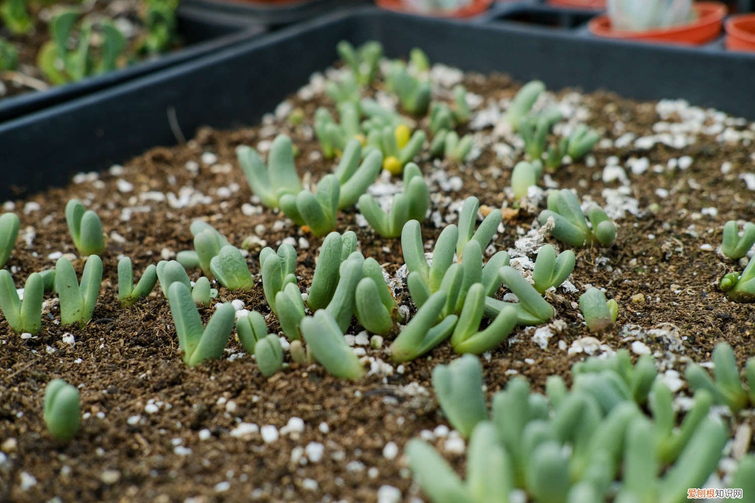 丹尼尔多肉老桩图片 丹尼尔多肉怎么养，怎么养成老桩