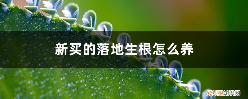 落地生根好养活吗 新买的落地生根怎么养