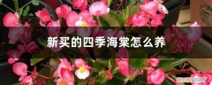 四季海棠好养吗 新买的四季海棠怎么养