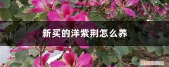 紫荆花可以家养吗 新买的洋紫荆怎么养