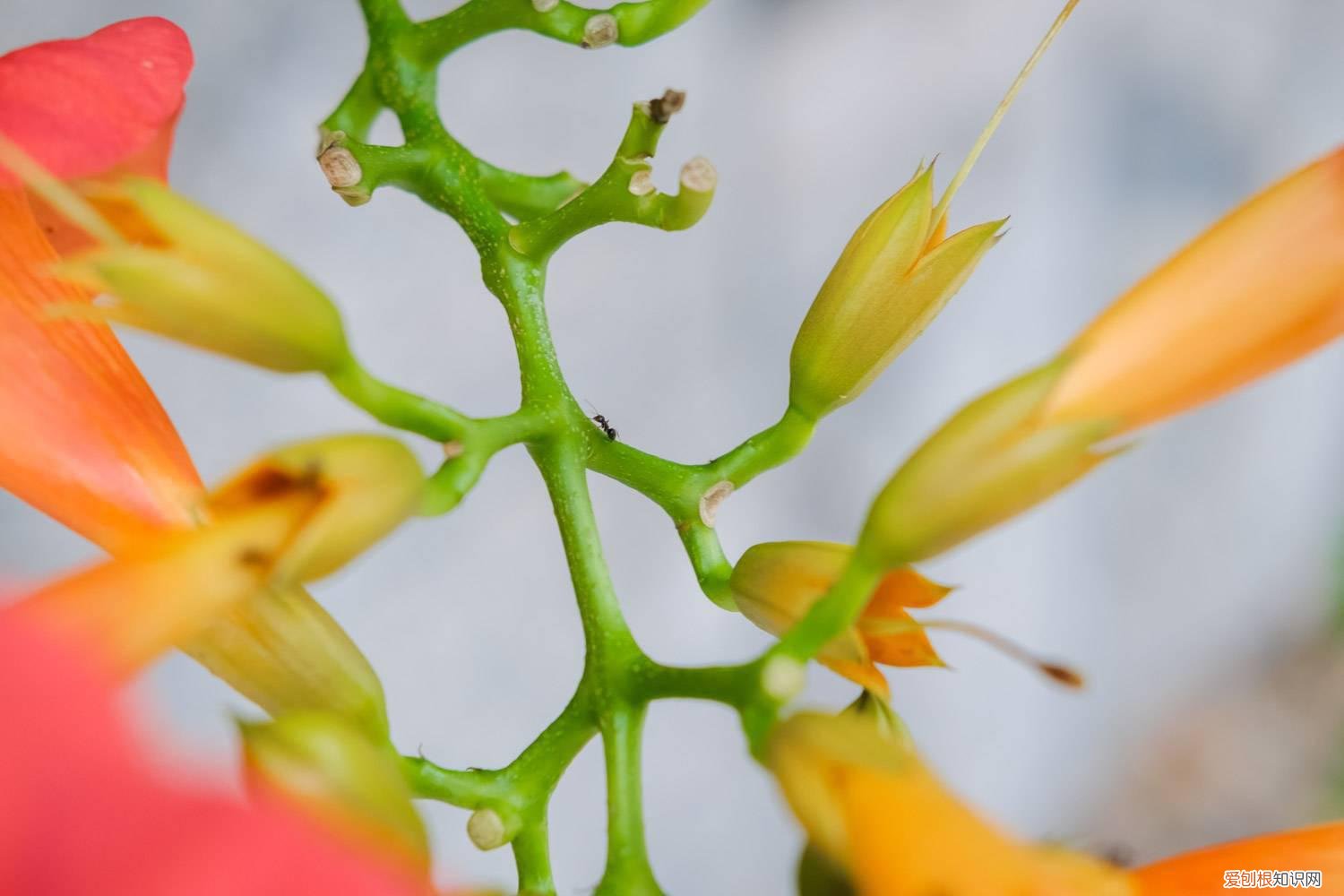 凌霄花的栽培技巧及注意事项 凌霄花是什么，怎样栽培