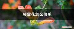 凌霄花藤蔓要修剪吗 凌霄花怎么修剪，是常绿植物吗