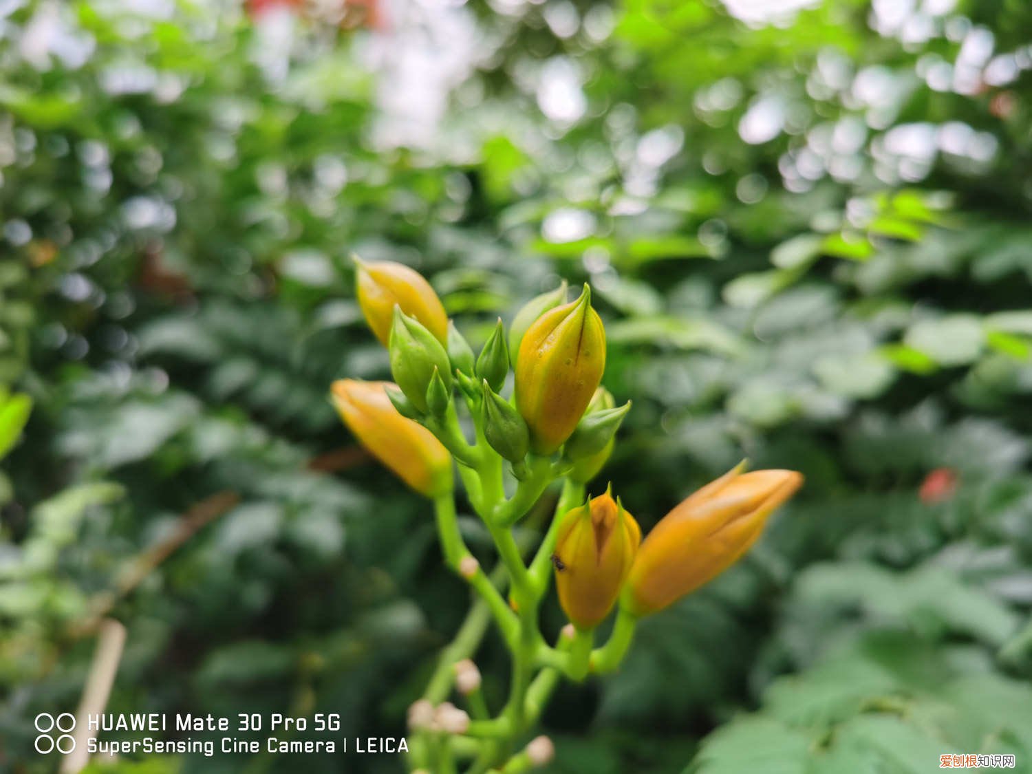 凌霄花开花时可以施肥 凌霄花的栽培与管理，怎样施肥