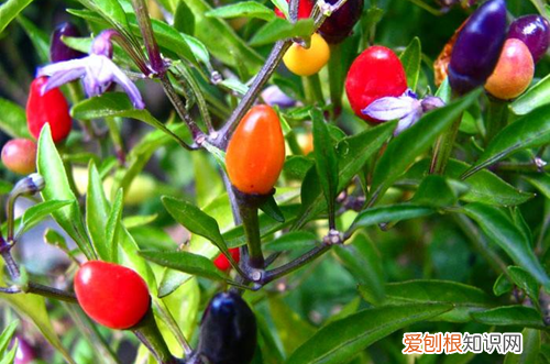 图 盆栽小辣椒怎么养护 盆栽小辣椒养护方法有哪些