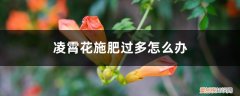 凌霄花施肥时间 凌霄花施肥过多怎么办，什么时候施肥