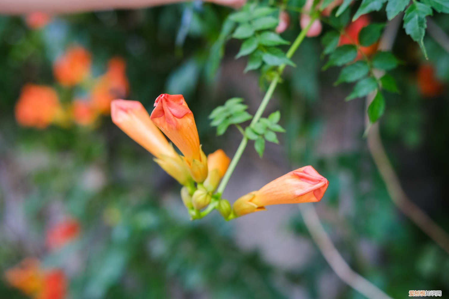 凌霄花开花时可以施肥吗 凌霄花春季如何施肥，几月份施肥比较好