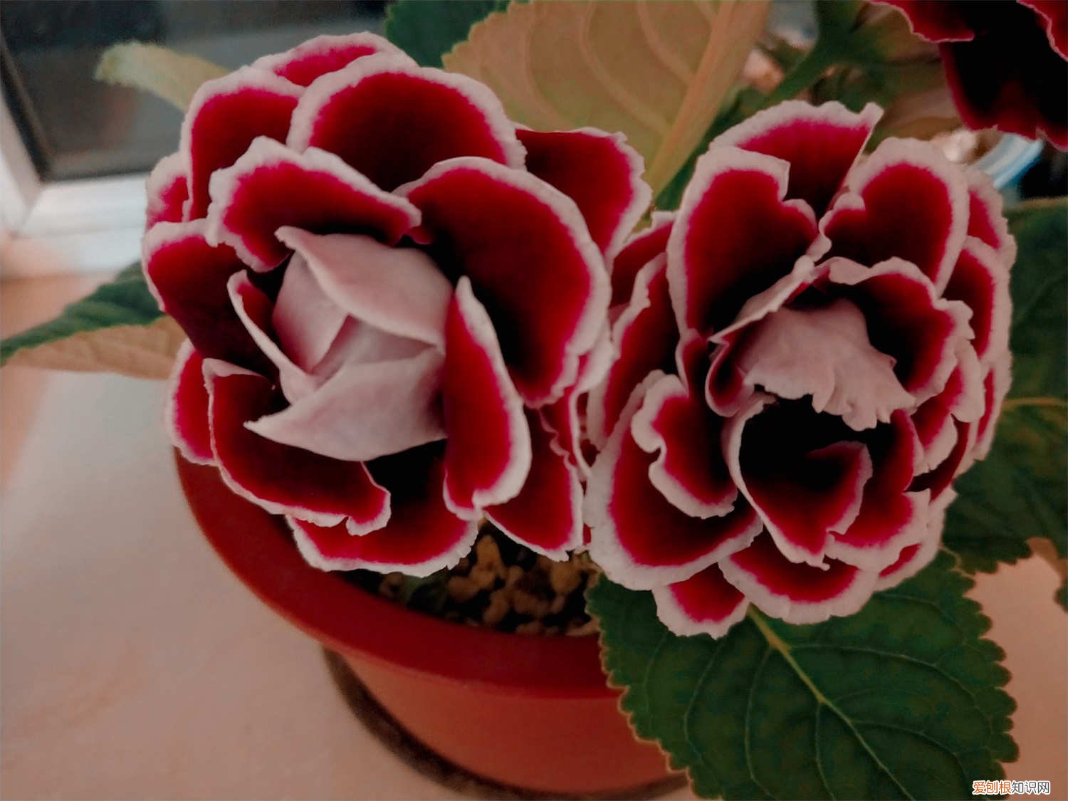 养大岩桐要注意什么 新买的大岩桐怎么养