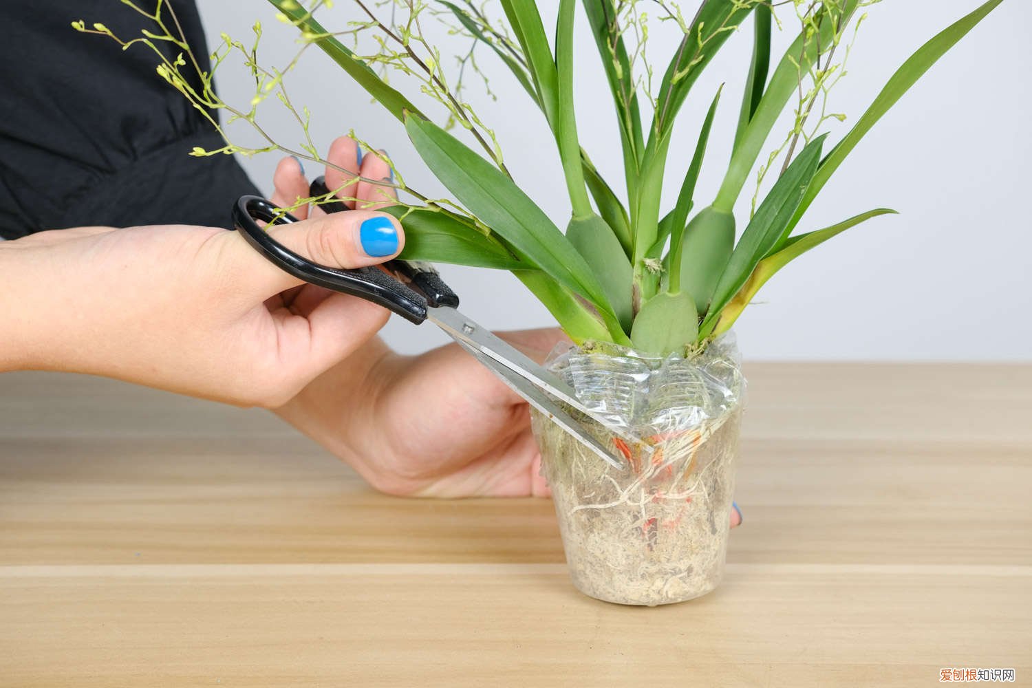 花卉文心兰怎么养 新买的文心兰怎么养