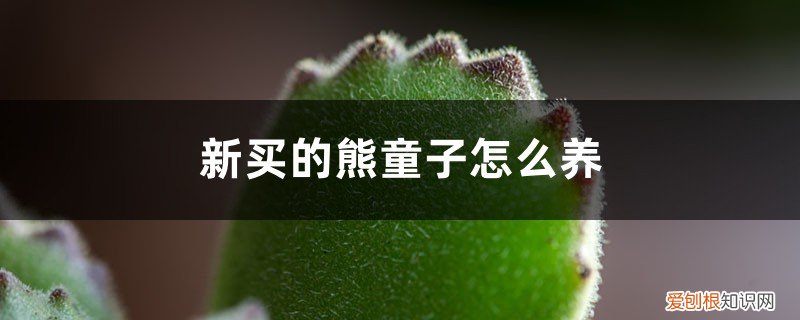 新买的熊童子怎么养活 新买的熊童子怎么养