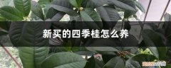 刚买的四季桂花如何养 新买的四季桂怎么养