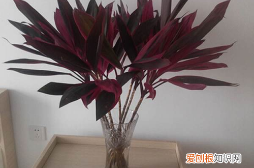 图 盆栽朱蕉怎么养护 盆栽朱蕉的养护方法