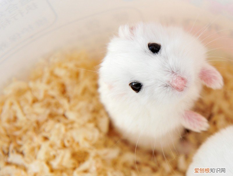 老鼠繁殖多长时间一窝,老鼠繁殖多长时间一窝幼崽